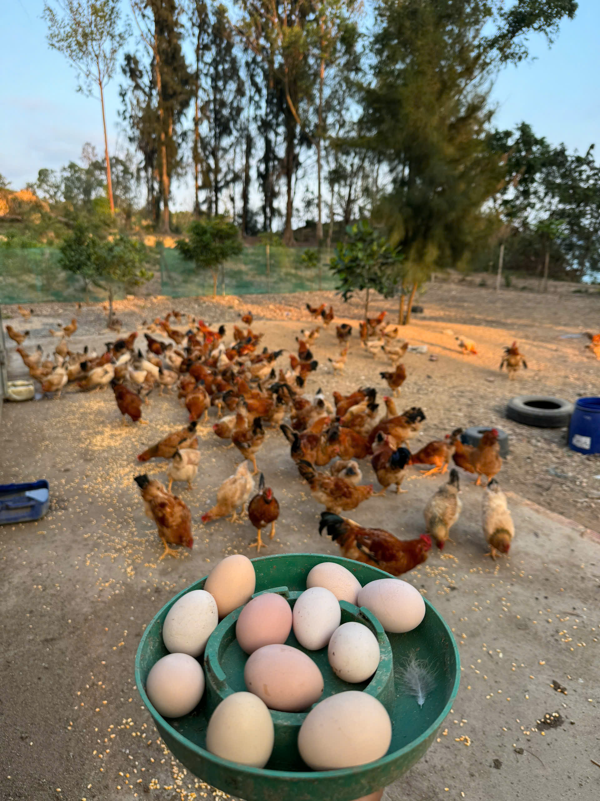 Ảnh: Lương Tiến Đạt 