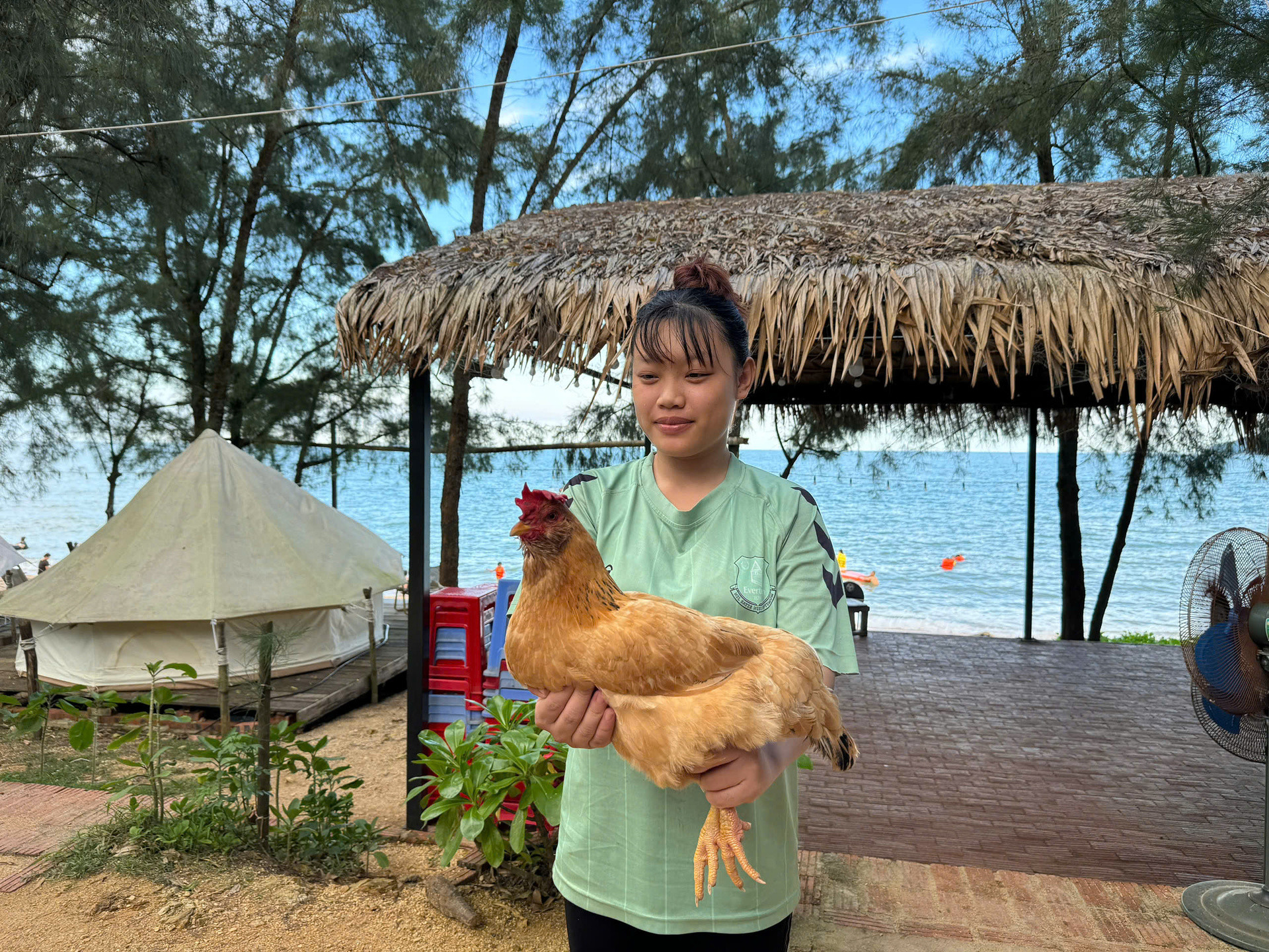 Gà mái cũng có râu, lông vàng, chân vàng. Ảnh: Lương Tiến Đạt 