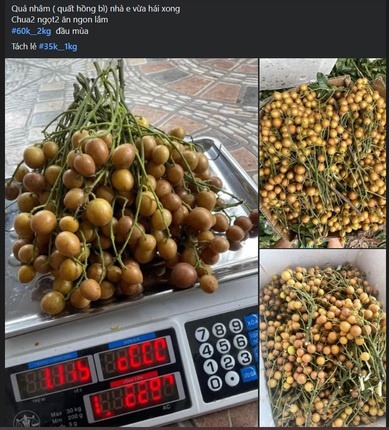 Quất hồng bì đang bắt đầu vào mùa nên có giá bán dao động từ 30.000 - 50.000 đồng/kg.