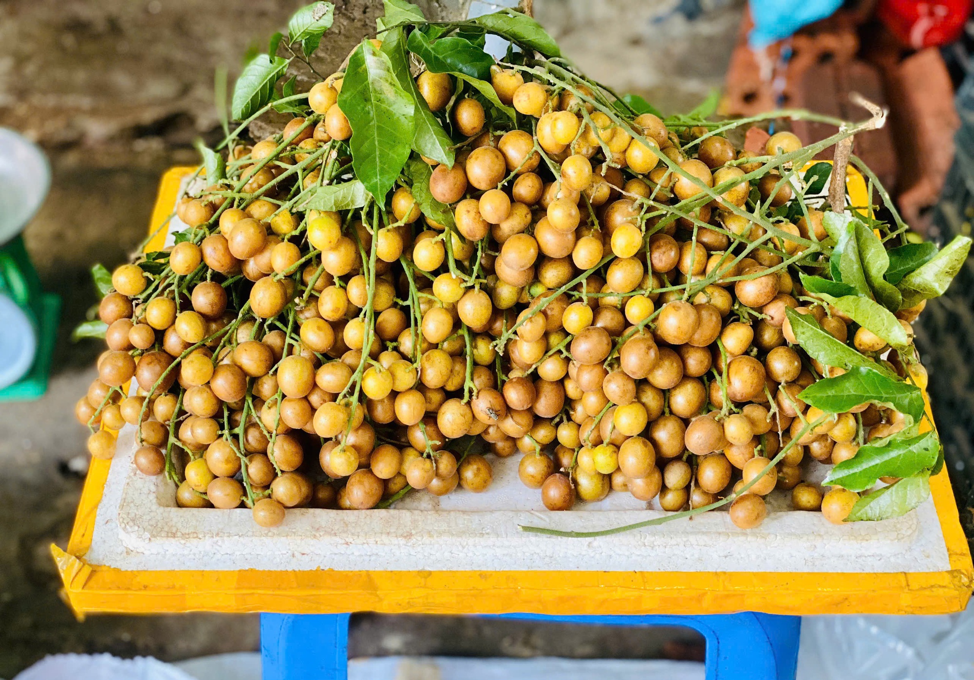 Để bảo quản quất hồng bì dùng quanh năm, người dân thường ngâm mật ong, làm mứt hoặc phơi khô để dùng dần.