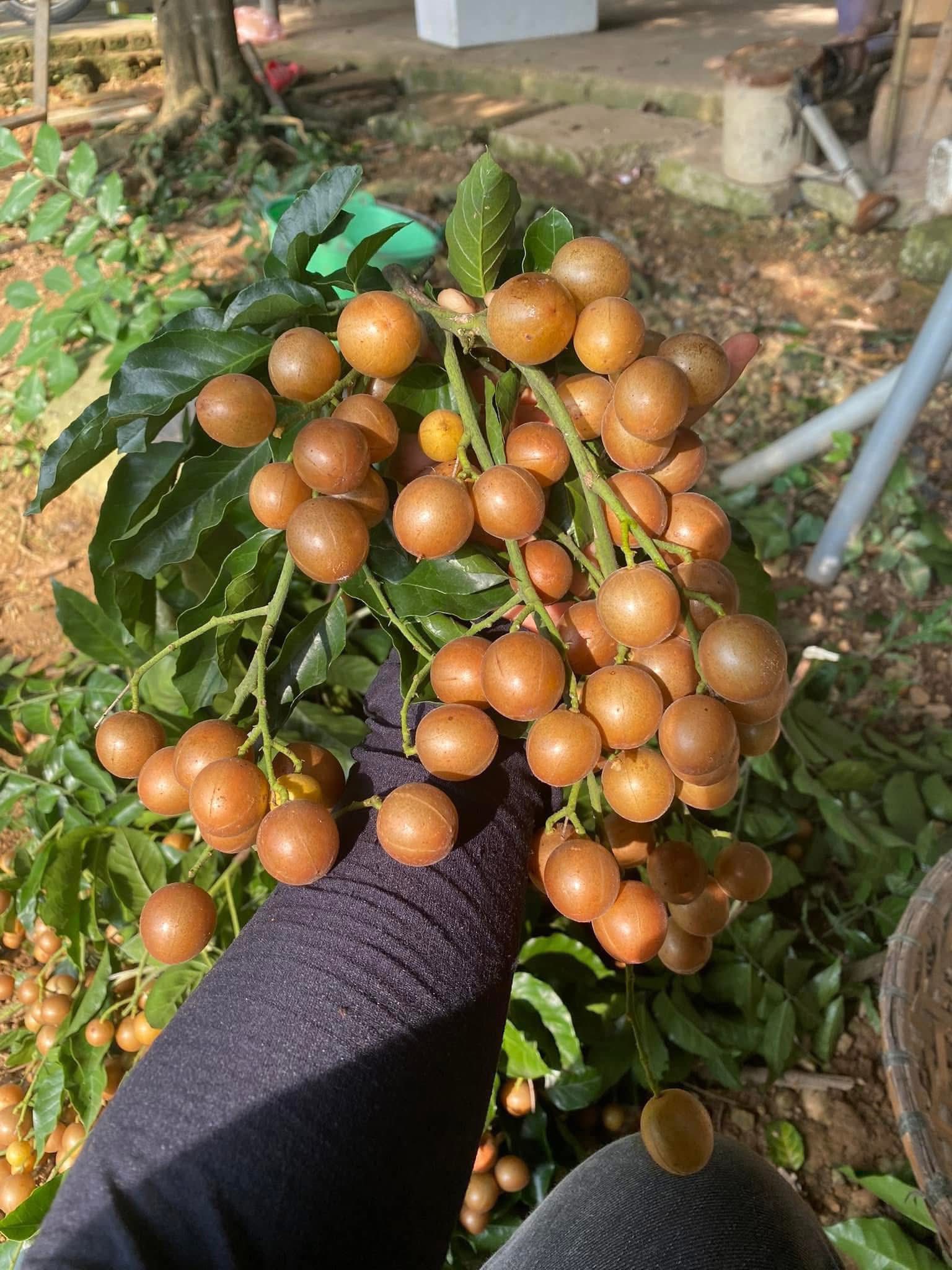 Quất hồng bì không chỉ là món ăn ngon mà còn có nhiều công dụng trong y học cổ truyền, như giảm ho, tiêu hóa tốt và hỗ trợ thanh nhiệt.