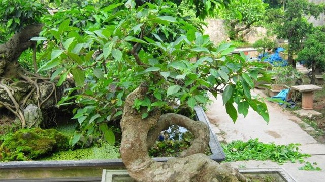 Nên trồng cây sung và đặt cây sung tại vị trí nào trong nhà để đem lại may mắn?