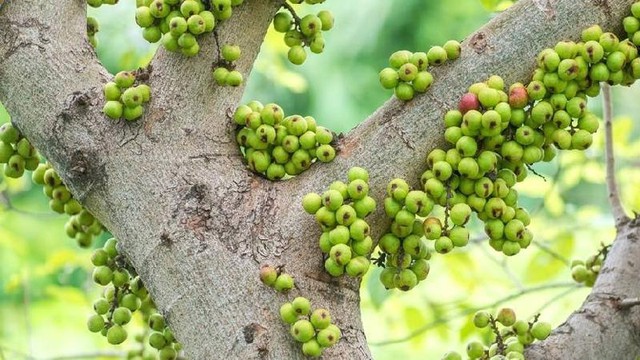 Theo quan niệm phong thủy thì cây sung hợp với những người tuổi Dần, Thìn, Tỵ và Mùi.