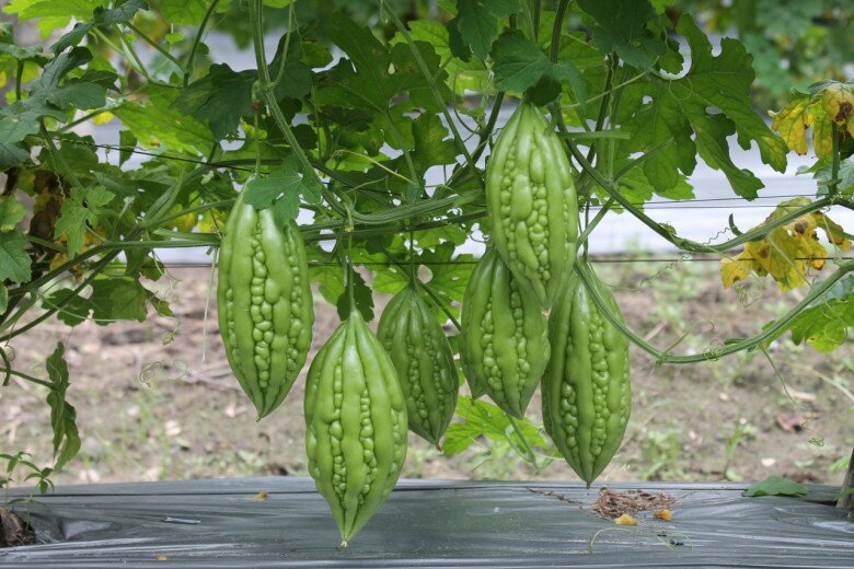 Khổ qua có tác dụng thanh nhiệt nhưng không hợp người có vấn đề về thận. (Ảnh minh hoạ).