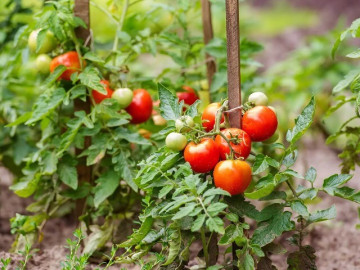 12 thực phẩm mùa hè giúp thanh nhiệt, khỏe từ trong ra ngoài, bán đầy ở chợ Việt, từ 5.000 đồng là có thể mua