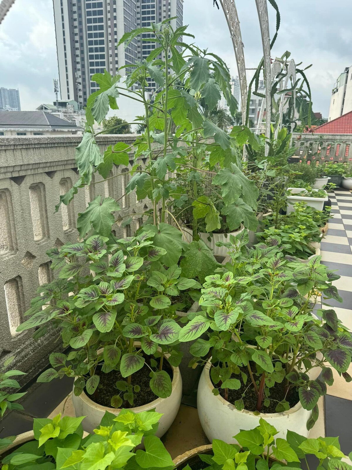 A closer look at Giang My's vegetable garden