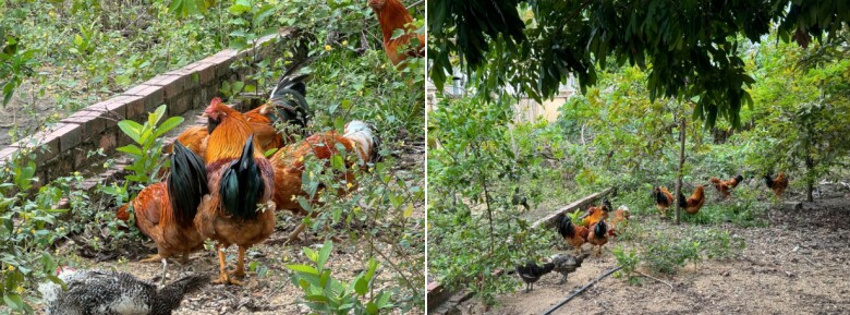 Gia đình anh Đạt chăn thả gà râu trong vườn. Ảnh: Lương Tiến Đạt 