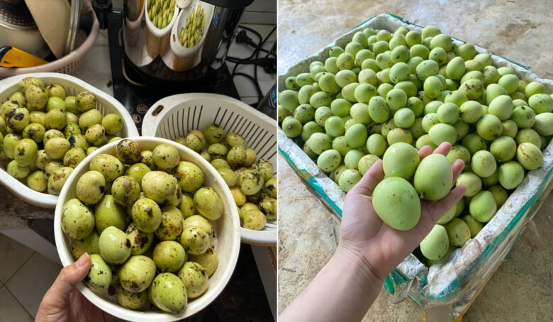 Mắc chai được xem là thứ quả đặc sản riêng có ở Sơn La. Khi chín, vỏ quả chuyển từ màu xanh sang vàng. Ảnh: Ngoan Hiền, Kiêm Vì