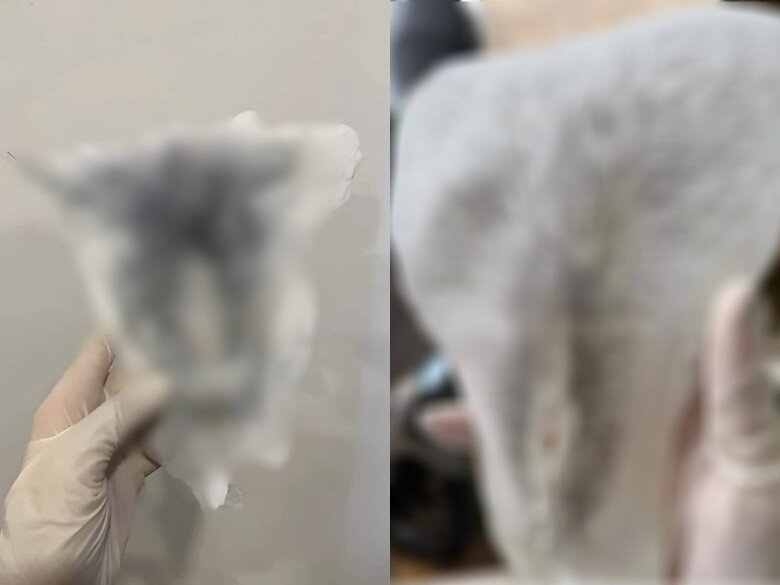 Hội chị em khoe thành quả wax lông vùng tam giác khiến nhiều người rùng mình.