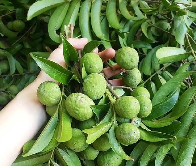 Cách làm sấu ngâm mắm giòn ngon, chua cay mặn ngọt, không sợ nổi váng cho bữa cơm hè thêm hấp dẫn - 1