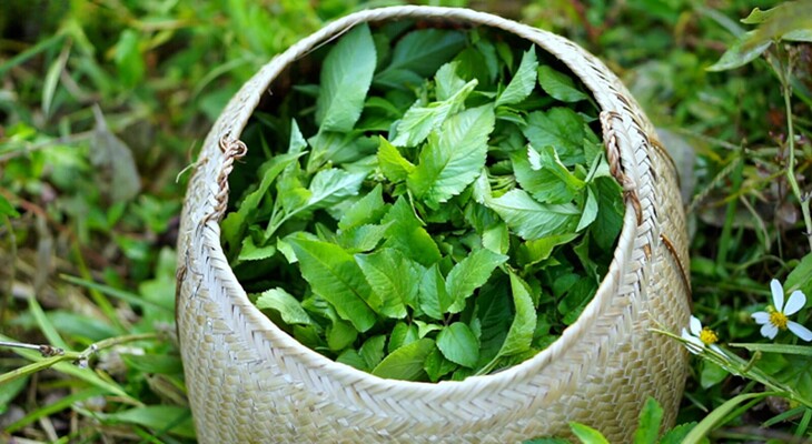 Cây dại mọc bờ mọc bụi xưa không ai ăn giờ lại như đặc sản, đem xào hay nấu canh đều cực ngon - 2