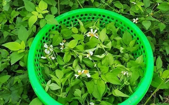 Cây dại mọc bờ mọc bụi xưa không ai ăn giờ lại như đặc sản, đem xào hay nấu canh đều cực ngon - 1