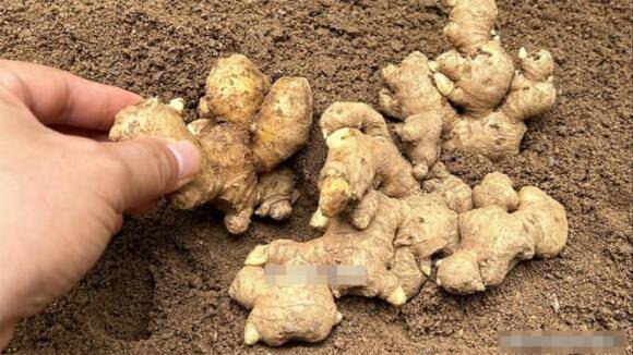 Gừng mua về dễ héo úa, mọc mầm, làm cách này nửa năm sau lấy ra vẫn tươi ngon như mới nhổ - 1