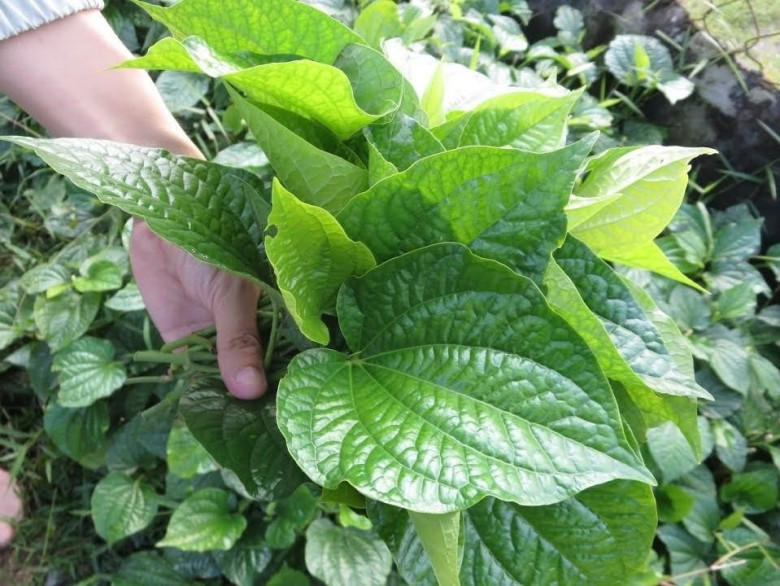 Lá lốt đang cực amp;#34;hotamp;#34;, mẹ nhanh tay làm ngay 5 món lá lốt hấp dẫn, độc đáo này - 1