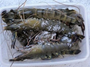 Bếp Eva - Tôm cấp đông không bị đen đầu, vẫn tươi như mới bắt? Có thật đấy, chỉ nhờ 1 nguyên liệu trong bếp!