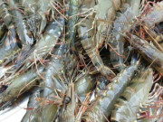 Bếp Eva - Tôm bán đầy chợ nhưng có 4 con này rẻ mấy cũng đừng mua, đọc xong nhớ nhắc mọi người ngay nhé!