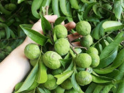 Bếp Eva - Mua sấu thấy vỏ có dấu hiện này mua ngay, đích thị là quả dày thịt hạt nhỏ đem ngâm nước cực ngon