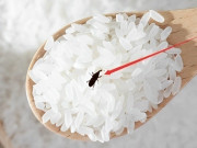 Gạo mua về hay bị mọt, nhét ngay thứ này vào thùng để lâu chẳng sợ con gì xuất hiện, tha hồ ăn ngon