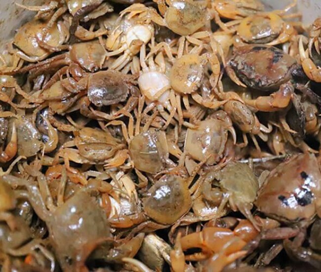 Mua cua đồng về chớ dại nấu luôn, ngâm ngay vào thứ nước này, giun sán trong cua phải bò ra hết mới yên tâm - 1