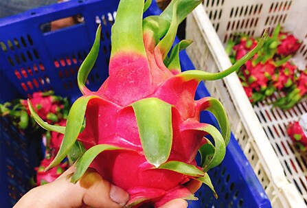 Mua thanh long, nhìn vào vảy thấy điều này mua ngay, người bán cũng phải khen bạn là amp;#34;thánh đi chợamp;#34; - 1