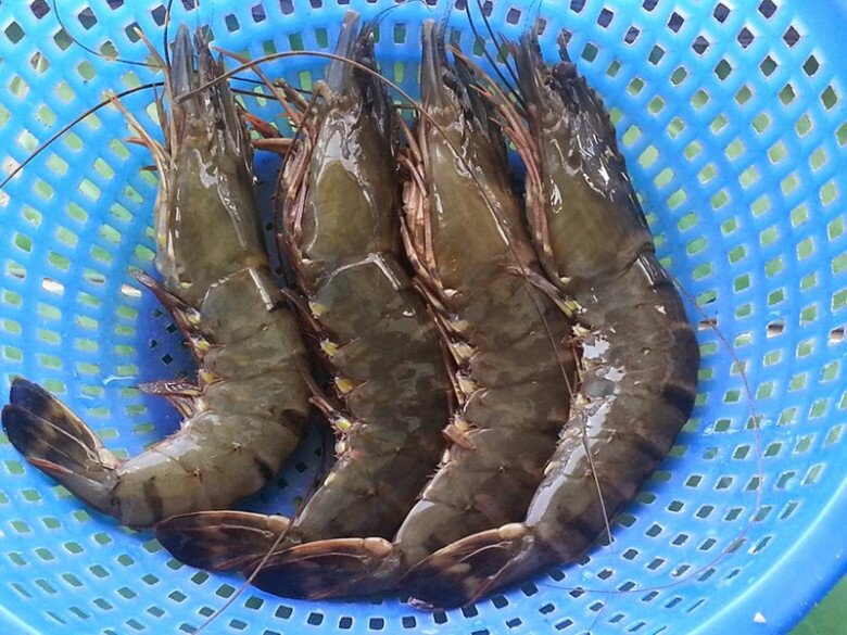 Tôm bán đầy chợ nhưng có 4 con này rẻ mấy cũng đừng mua, đọc xong nhớ nhắc mọi người ngay nhé! - 4