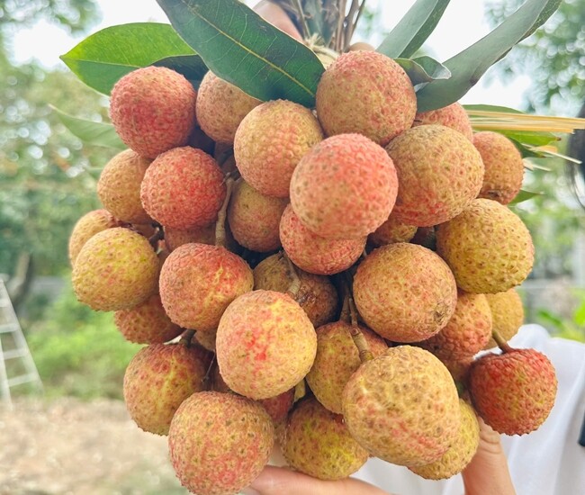 Vải mua về vài hôm là thâm vỏ, học mẹ đảm làm theo cách này để cả tháng vẫn tươi ngon, thích ăn là có - 1