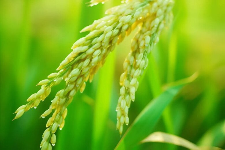 2 chữ này là cách khôn ngoan nhất để cải vận trong thời kỳ khó khăn - 2