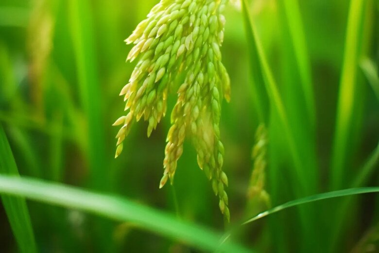 2 chữ này là cách khôn ngoan nhất để cải vận trong thời kỳ khó khăn - 3
