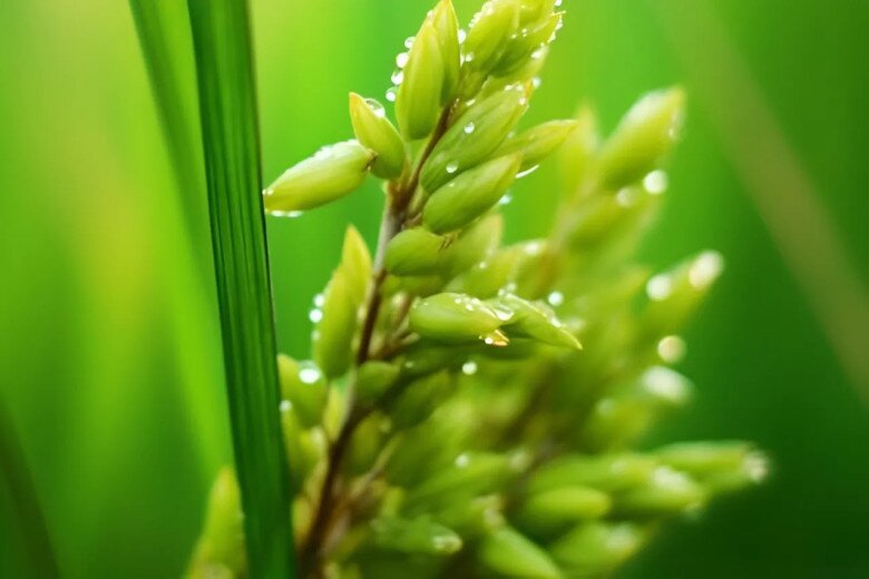 2 chữ này là cách khôn ngoan nhất để cải vận trong thời kỳ khó khăn - 1