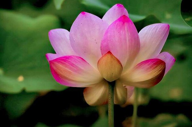 Người khôn ngoan biết 2 chữ này là nam châm hút phước lành - 3