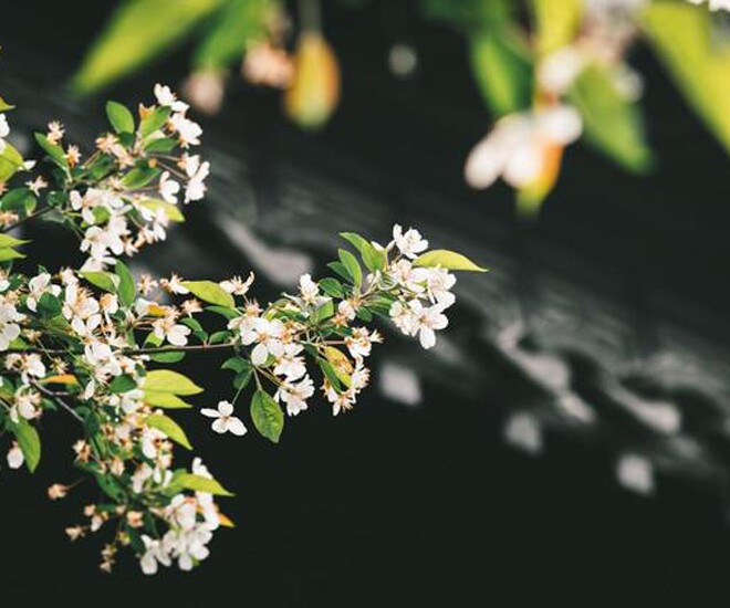 Biết 4 chữ này chứng tỏ phụ nữ thật sự tài giỏi, có tầm nhìn xa - 1