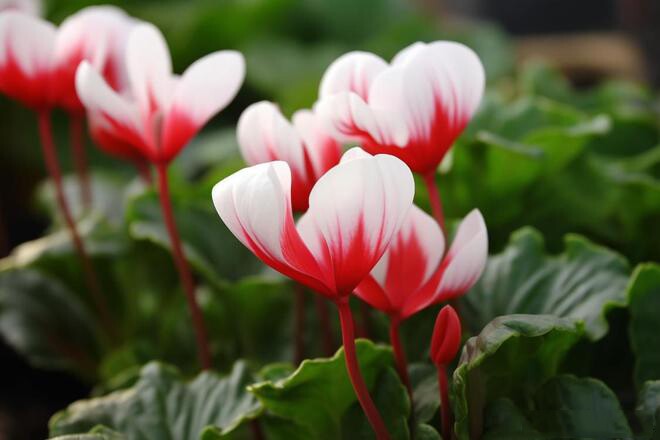 Phụ nữ có 3 điều này không đơn giản, 9 phần 10 là người giàu có - 2