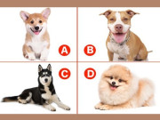 Eva tám - Trắc nghiệm tâm lý: Bạn thấy chú chó nào đáng yêu nhất?