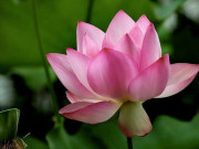 Eva tám - Người khôn ngoan biết 2 chữ này là nam châm hút phước lành