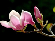 Eva tám - Phụ nữ khôn ngoan biết có 3 điều này là trạng thái cuộc sống tốt nhất