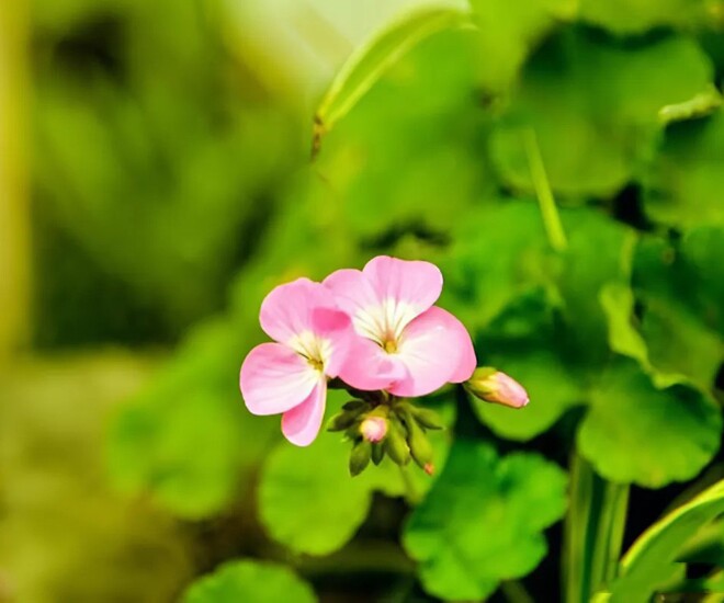 Người khôn ngoan biết 5 điều mang lại lợi ích cả đời - 1