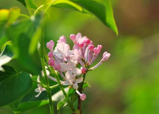 Với người đã giúp đỡ bạn, đừng chỉ mời họ ăn một bữa hay tặng một món quà, 3 cách báo đáp này mới là khôn ngoan - 3