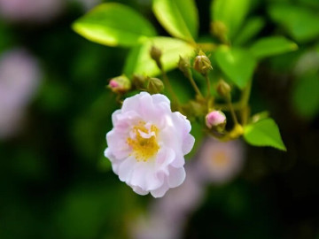 Một người có vận mệnh tốt hay không, nhìn 2 chữ này là biết