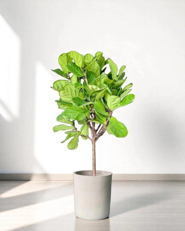 Bàng Singapore mang đến vẻ sang trọng, tạo “khí mộc” giúp cân bằng năng lượng tích cực – tiêu trừ khí xấu.