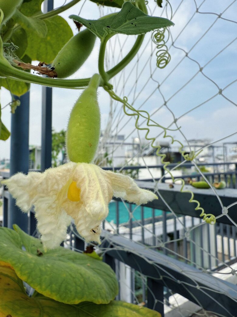 Hoa mướp giản dị nhưng cũng mang một vẻ đẹp khác lạ. Cây mướp được trồng theo giàn lưới, tiện thu hoạch và tạo bóng mát cho góc sân thượng.
