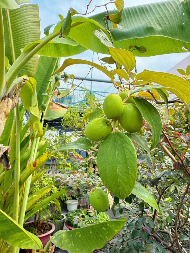 Những quả táo còn xanh căng mọng treo lủng lẳng trên cành. Cây được đặt trong chậu lớn, dễ di chuyển và tiện chăm sóc theo từng mùa.