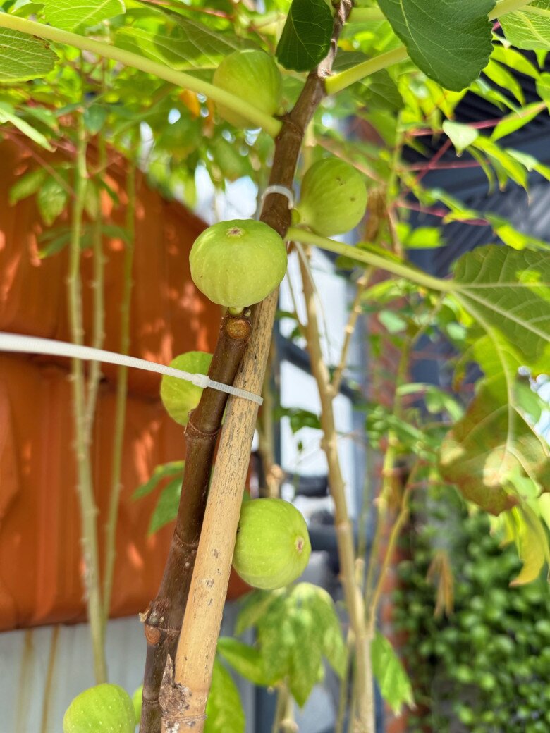 Không chỉ đẹp, sung Mỹ còn là loại quả bổ dưỡng. Cây được Viên buộc cố định thẳng đứng, tận dụng diện tích và giúp quả phát triển đều, tròn trịa.
