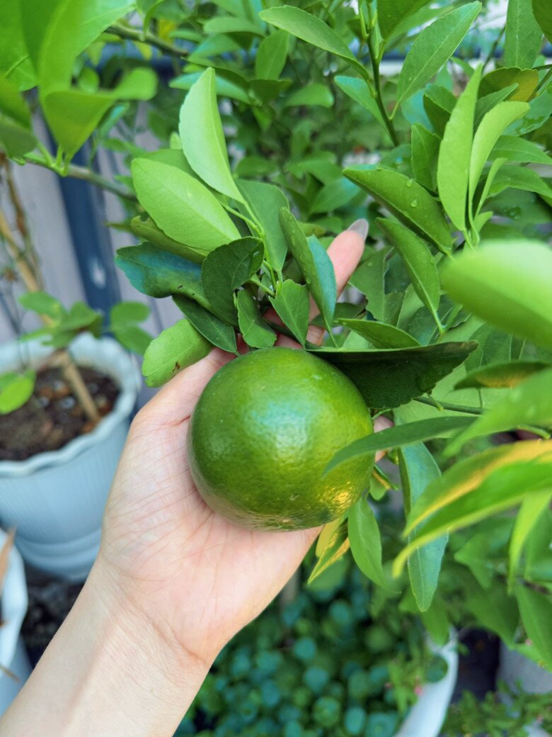 Những trái cam tròn đều đang lớn, căng mọng. Tất cả đều được trồng tại nhà, không hóa chất, đúng chuẩn cây nhà lá vườn.
