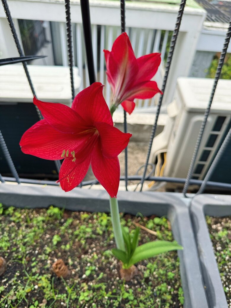 Hoa hồng phấn nở căng, hoa huệ đỏ nổi bật giữa khu vườn rau. Những loài hoa thanh thoát trồng xen kẽ, tạo nên sự cân bằng giữa hoa và lá, giữa sắc và vị.