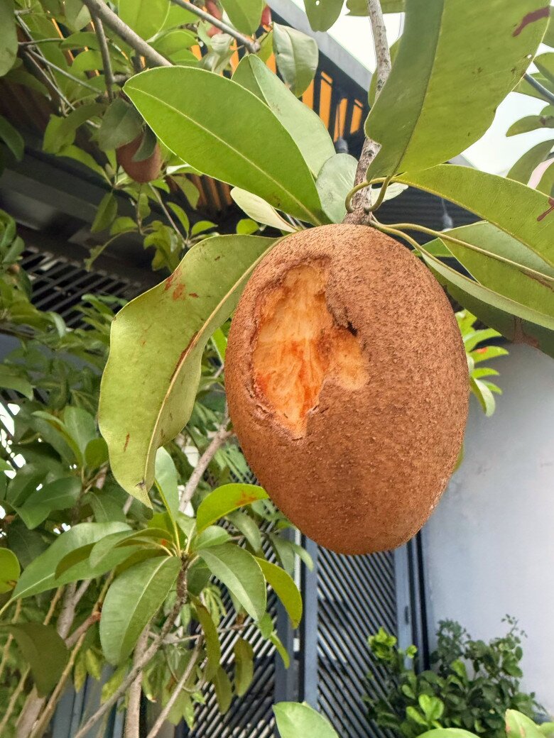 MMột trái hồng xiêm bị ăn dở nhưng vẫn căng mọng. Người hâm mộ dí dỏm nhìn mà nghĩ ngay đến chồng của cô, dù không rõ ai là thủ phạm của vết cắn này.