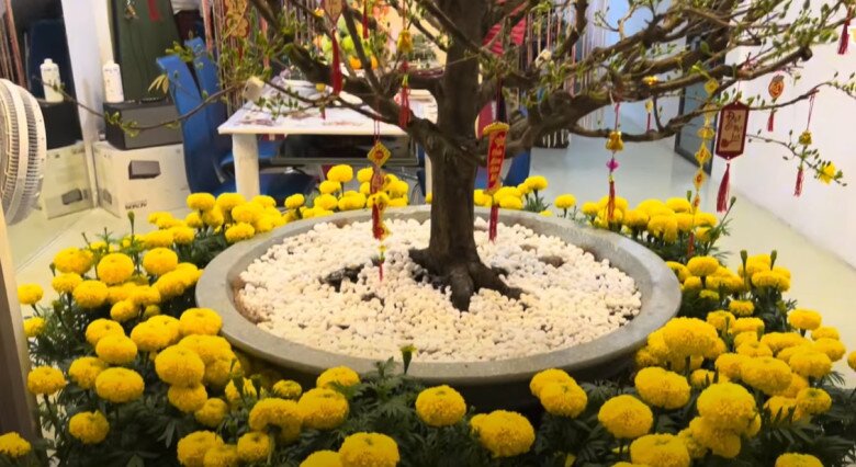 Chậu mai giữa nhà được đặt trong bồn đá tròn, lót sỏi trắng tinh tươm. Bao quanh là hoa vạn thọ vàng tươi, tạo điểm nhấn rực rỡ. Ông cho biết cây mai được một khán giả yêu quý tặng.