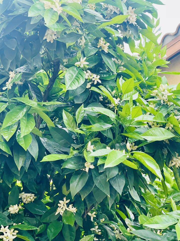 Cơ ngơi xinh xắn của diễn viên Diệu Hương ở Mỹ: Bể bơi xanh mát, hoa thơm nở rực từ trong ra ngoài - 15