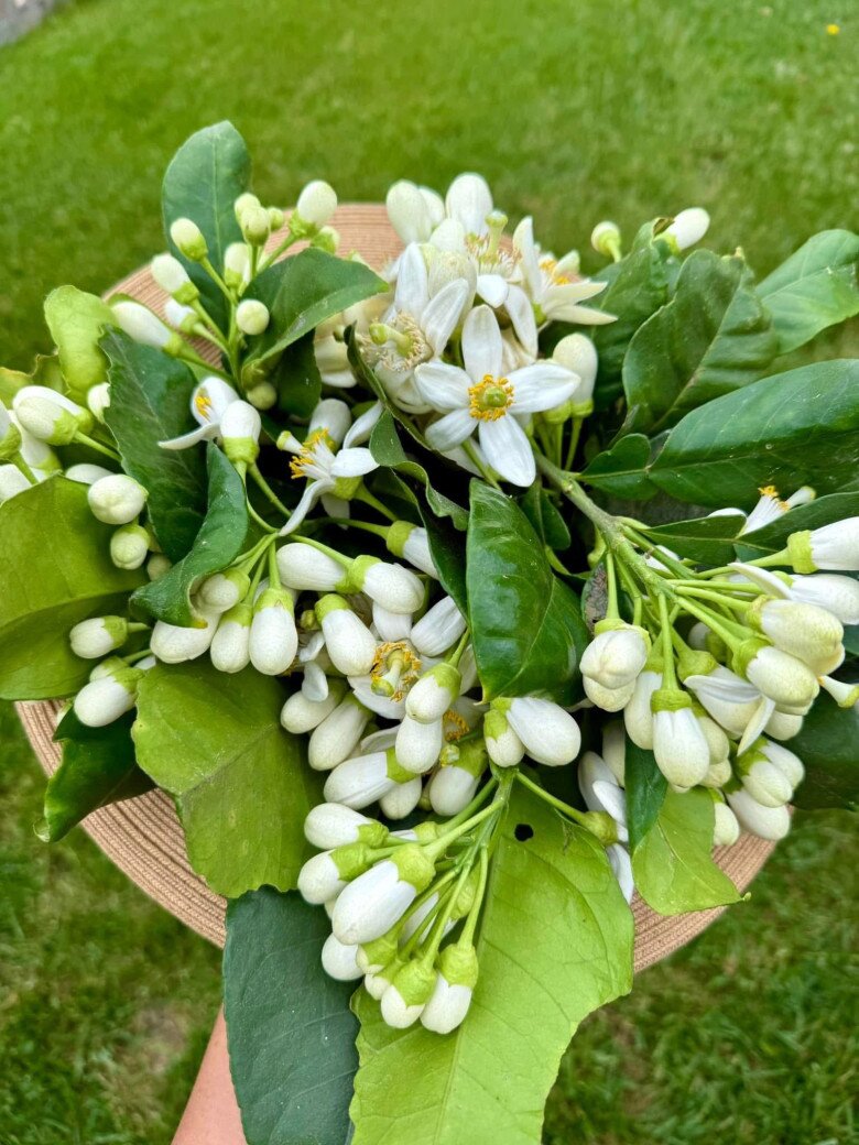 Được một người chị cho hoa bưởi, nữ diễn viên vô cùng thích thú. Cô chia sẻ với bạn bè rằng: Em mê, em yêu hoa cam, hoa chanh, hoa bưởi cực hihi. Tuyệt đối thư giãn ạ.