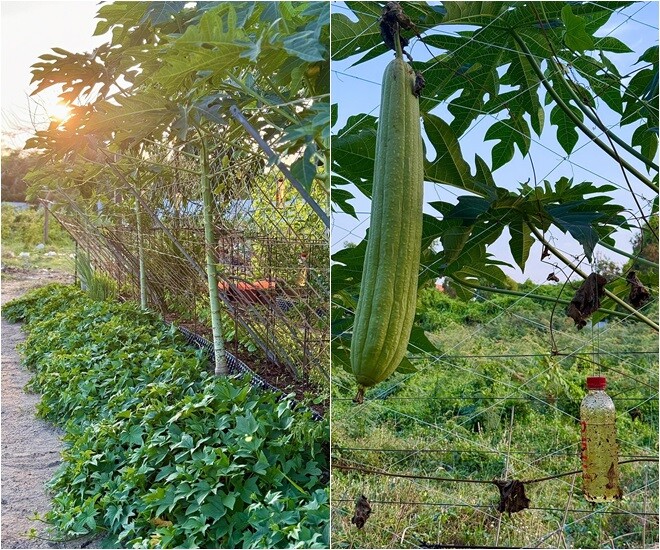 Một số người hỏi những chai nước trên hàng rào có tác dụng gì, dân mạng cho rằng đó là các chai có keo, khi ong ruồi bay vào sẽ bị dính.