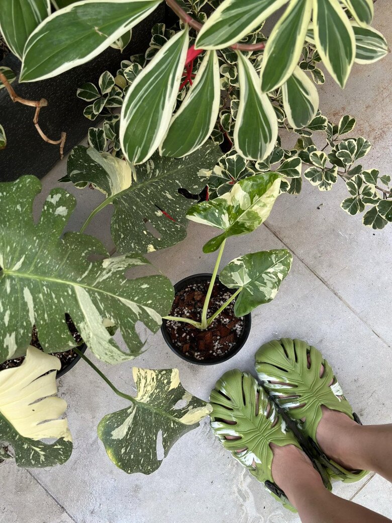 Nữ diễn viên trồng cả trầu bà đột biến và dí dỏm: Mua đôi dép đi làm vườn, đánh dấu việc bị mê những chiếc lá đột biến... mà sao nhìn hoài nó vẫn giống miếng rau câu sơn thuỷ.